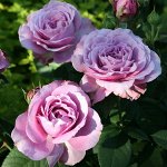 Роза Lavender Ice