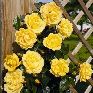 Роза Dukat Цветки жёлтые, диаметром 8-10 см, махровые со свободно (рыхло) расположенными лепестками. Аромат сладковато-фруктовый. Цветение обильное. Листья исключительно выносливы против чёрной пятнис