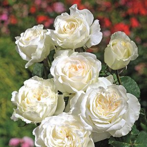 Роза Irina Классические элегантные цветки с щедрым и сладким ароматом, особенно прекрасны в вазе. В саду этот сорт требует посадки в хорошем, защищённом от ветра месте и заботы. Цветки большие, диамет