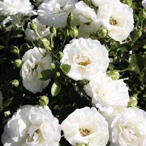 Роза White Babyflor