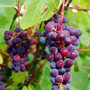 Виноград ароматный Зильга