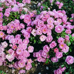 Роза шраб Цветки яркие, чисто-розовые, средние, полумахровые, в соцветиях. Лепестки рифлёные, слегка волнистые. Листья свеже-зелёные, слегка глянцевые. Куст высотой 60 см, сильно разветвлённый, очень 