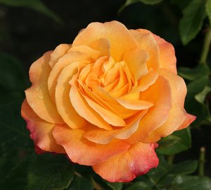 Роза чайногибридная
