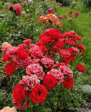 Роза Впечатляющие махровые оранжево-красные цветы прекрасно гаромонируют со здоровой ярко-зелёной листвой. Компактный морозостойкий сорт для бордюров и контейнеров.

Эта очаровательная новинка 2009 го