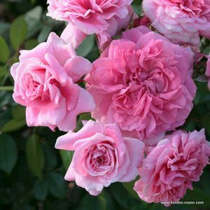 Роза шраб Цветки густомахровые, розовые, не боятся дождя. Аромат свежих фруктов, очень деликатный, ненавязчивый и сдержанный. Максимальной интенсивности достигает вечером. Кусты с дугообразными побега
