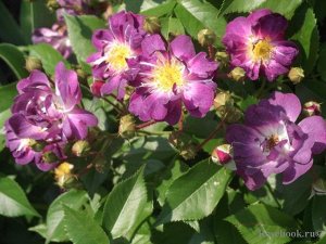 Роза Veilchenblau самый известный и широко распространенный из пурпурных рамблеров. Цветки вначале красновато-пурпурные, затем теряют красный оттенок и становятся темно-сине-фиолетовыми, а перед самым