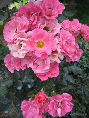 Роза Очень выносливый небольшой шраб со слегка махровыми лососево-розовыми цветками. Прекрасный почвопокровный сорт с аккуратным кустом и обильной листвой. Сертифицирована по системе ADR в 2005 г.