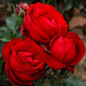 Роза Цветки диаметром 7-8 см, махровые, старинной шаровидной формы, красные, всегда в соцветиях. Цветение повторное. Листва тёмно-зелёная, глянцевая, полностью устойчивая к чёрной пятнистости, устойчи