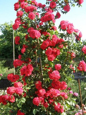 Роза Оранжево-красные цветки, без аромата, полу-махровые, в крупных кистях, в полном роспуске показывают серединку. Куст сильнорослый, объемный, с крупной, средне-зеленой, глянцевой, плотной листвой.
