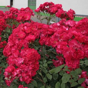 Роза шраб Цветки диаметром 8 см, светло-красные, со свободными складчатыми лепестками, чашевидные, в небольших многочисленных соцветиях. Аромат лёгкий. Листья полуглянцевые, полностью устойчивые к бол