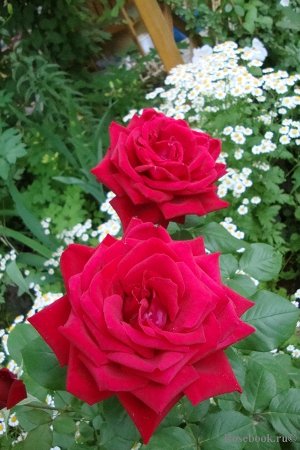 Роза шраб Бутоны чёрно-красные. Цветки диаметром 8-12 см, благородной формы, яркого алого цвета. Листья большие, тёмно-зелёные. Куст густой, пряморослый. Сорт крепкий, устойчивый. Аромат хороший.