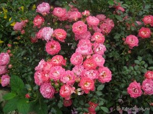 Роза Выносливая обильноцветущая миниатюрная роза. Цветки чистого розового цвета, с белым центром и белой оборотной стороной лепестков. Цветки густомахровые, в кистях. Куст ветвистый, компактный, до 40