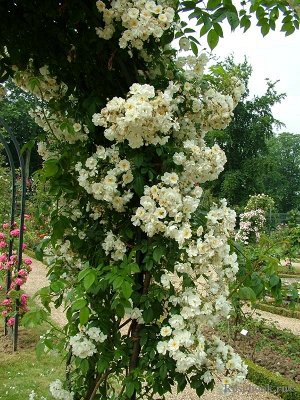 Роза Bobbie James – лучший из мелкоцветковых рамблеров, который напоминает видовые розы, но имеет более крупные и более махровые цветки. Английский розовод Грэхем Томас (тогда работавший в Sunningdale