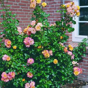 Роза шраб Кусты высотой 1,5-2 м, сильные, здоровые. Побеги тугие, прямые, толстые. Цветки двухцветные, светящиеся, золотистые с красной каймой, полумахровые (15-20 лепестков), средние, в соцветиях, се