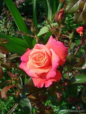 Роза шраб красивый шраб или невысокая плетистая роза, с цветками переливающегося цвета: внешние лепестки ярко-вишневые, а внутренние абрикосовые, сложно представить себе больший контраст. Позднее цвет