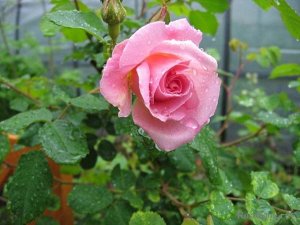 Роза Сорт очень обильно цветет в начале лета. Цветки лососево-розовые с желтым центром, крупные, полумахровые, в полуроспуске напоминают чайно-гибридные розы, появляются в кистях. (KOR).
