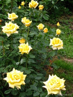 Роза Превосходный, сильнорослый, и легкий в выращивании сорт. Классические цветки с высоким бокалом вначале насыщенно-желтые, с золотыми и янтарными тонами, и даже с красным оттенком в бутоне. За пару