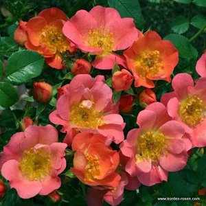 Роза патио Цветки простые (5 лепестков), маленькие, от лососёво-оранжевых до оранжево-розовых с жёлтыми тычинками, устойчивые к любым погодным условиям. Цветение обильное. Кусты пряморослые, густые, о