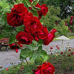 Роза Цветки густо-красные, яркие, стойкие, крупные (8 см), махровые (25-40 лепестков), слабо душистые, в соцветии по 3-16. Листья очень крупные, очень устойчивые к заморозкам. Кусты сильнорослые, до 5