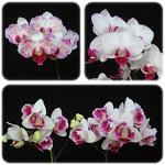SN 39 Phal. Mini Dog
