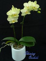 Phal. Green Pixie
