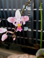 фаленопсис эквестрикс трилипс