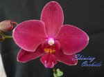 (Phal. Golden Sun- Phal. Brother Danseuse) x Dor. Chian Huey Rose