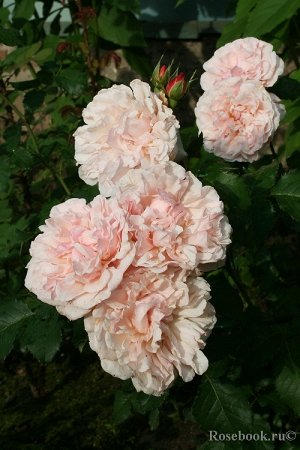 Роза Бутон оранжево-красный, заостренный. Цветок пастельно-розовый, густомахровый, обладает насыщенным сладковато-пряным ароматом.
Цветение очень обильное, продолжительное до осени, повторное, цветки 