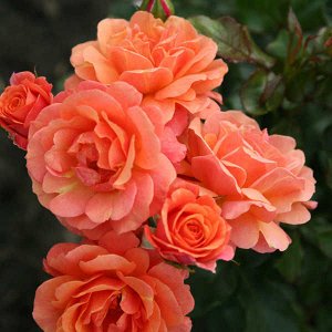 Роза шраб Обильноцветущий, очень плотный и густой шраб небольшого роста. Идеально подходит в качестве живой цветущей изгороди. Цветки диаметром 7-8 см, полумахровые, оранжевые. Аромат слабый. Листва у
