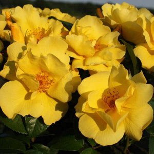 Роза Цветки диаметром 7-8 см, простые-полумахровые (5-16 лепестков), тёмно-жёлтые, не выгорающие, одиночные или в небольших соцветиях, самоочищаемые. Цветение почти непрерывное, в течение сезона. Лист