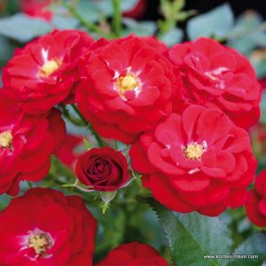 Роза патио Цветки полумахровые, красные, в соцветиях. Куст вертикальный, густой, очень компактный.
