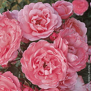 Роза шраб Цветки нежно-розовые с лососёвыми отблесками и более светлыми тонами в серединке, махровые, со свободно расположенными лепестками, диаметром 9 см, всегда в соцветиях. Аромат свежий, фруктовы