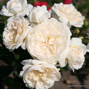 Роза шраб Цветки густомахровые, кремово-белые. Кусты с дугообразными побегами, высота 120 см. Множество наград, в т.ч золотые, серебряная и бронзовая медали.
