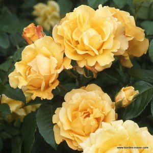 Роза шраб Бутоны медно-жёлтые. Цветки светло-жёлтые, махровые, чаще всего в соцветиях. Аромат средний. Листья тёмно-зелёные, среднего размера, глянцевые. Кусты сильные, вертикальные, густые. Надёжный 