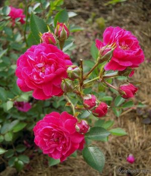 Роза Пурпурно-фиолетовые цветки со слабым ароматом, густо-махровые (65-70 лепестков), розетковидные, в небольших соцветиях. Непрерывное цветение в течение всего сезона. Куст широкий, пушистый, со сред