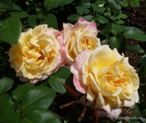 Роза Кремово-абрикосовые цветки со слабым ароматом на высоком кусте. Сорт устойчив к ЧП, очень хорошая устойчивость к МР.