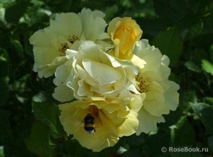 Роза шраб Цветки крупные полумахровые, желтые, с возрастом выгорающие до светло-желтого цвета со слегка волнистыми лепестками. Густой куст среднего размера, со временем приобретает раскидистую форму. 