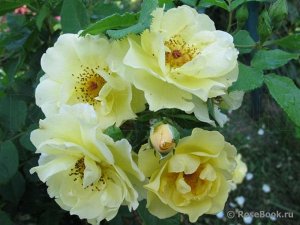 Роза шраб Цветки крупные полумахровые, желтые, с возрастом выгорающие до светло-желтого цвета со слегка волнистыми лепестками. Густой куст среднего размера, со временем приобретает раскидистую форму. 