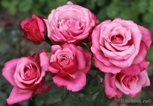 Роза Удлиненные вишнево-розовые бутоны распускаются в вишнево-розовые цветки с более светлым центром, позднее серебристо-розовые, бокаловидные, густомахровые, долго не увядают. Листва крупная, темно-з