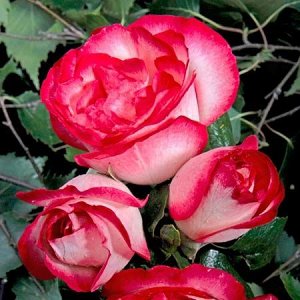Роза Прекрасный сорт, лёгкий в выращивании. Цветки большие, двухцветные, с розовыми тонами, более выраженными по краю широких лепестков. Листва пышная, глянцевая, устойчивая к болезням. Куст растёт оч