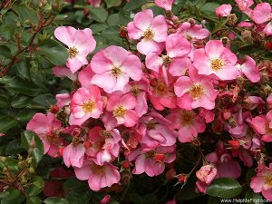 Роза Простые, глубокого розового оттенка цветки, в многочисленных соцветиях на раскидистом кусте с темно-зеленой, глянцевой листвой.