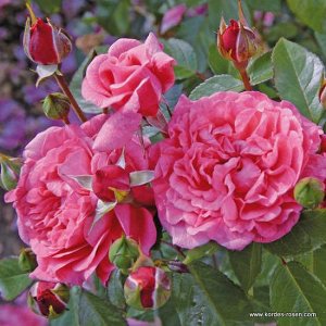 Роза шраб Цветки диаметром 10 см, густомахровые, розовые, не боятся дождя. Аромат интенсивный, фруктовый. Листва среднеустойчива к чёрной пятнистости, устойчива к мучнистой росе. Куст высотой 120 см, 