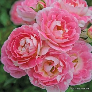 Роза патио Цветки полумахровые, очаровательные, светло-розовые с кремово-розовой обратной стороной лепестков, в пышных соцветиях. Цветение очень обильное, длительное. Кусты пряморослые, густые, компак