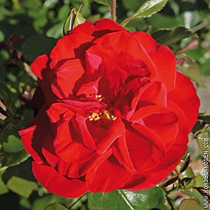 Роза шраб Цветки светящиеся, кроваво-красные, очень крупные, типа чайной розы, сильно махровые, в аккуратных соцветиях, дождеустойчивые. Листва глянцевая, густая. Кусты сильные, мощные, широкие, высот