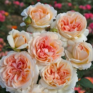 Роза чайногибридная