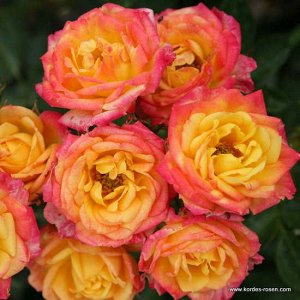 Роза патио Цветки диаметром 3 см, махровые (17-25 лепестков), элегантные, жёлтые с красной каймой. Цветение повторное. Листва высокоустойчивая к чёрной пятнистости, устойчивая к мучнистой росе. Куст г