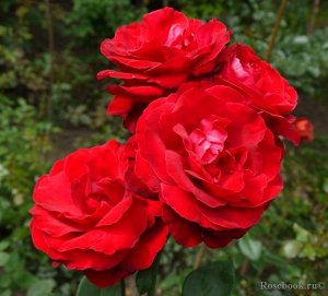 Роза Темно-красная роза с хорошим ароматом всегда найдет спрос на рынке. В последние два столетия были выведены тысячи таких сортов. Liebeszauber – одна из лучших. Окраска кроваво-красная – чистый, те