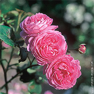 Роза Роза бурбонская. Прекраснейшая старинная бурбонская роза, в культуре с 1851 г. Цветки чисто-розовые, не выгорающие, густомахровые, с закрученными в центре лепестками, диаметром 7 см, состоят как 