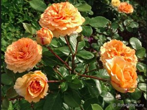 Роза махровая флорибунда, с интенсивной, необычной окраской в абрикосово-оранжевых оттенках. Куст прямостоячий, густооблиственный, высотой 70 см., шириной 50 см. Размер цветка 7-9 см., цветы появляютс