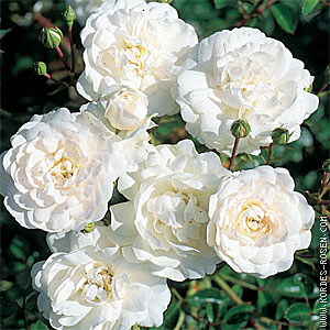 Роза шраб Цветки ярко-белые с едва заметным розовым налётом, затем становятся сливочно-белыми, диаметром 4 см, густомахровые (80 лепестков), слабодушистые, в соцветиях. Листья мелкие, кожистые, блестя